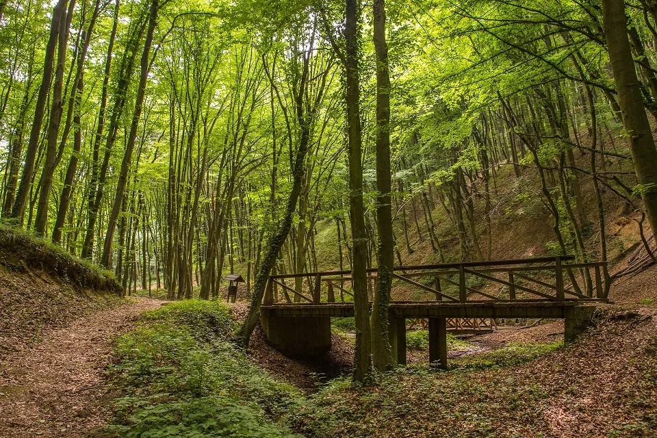 Zselici erdők